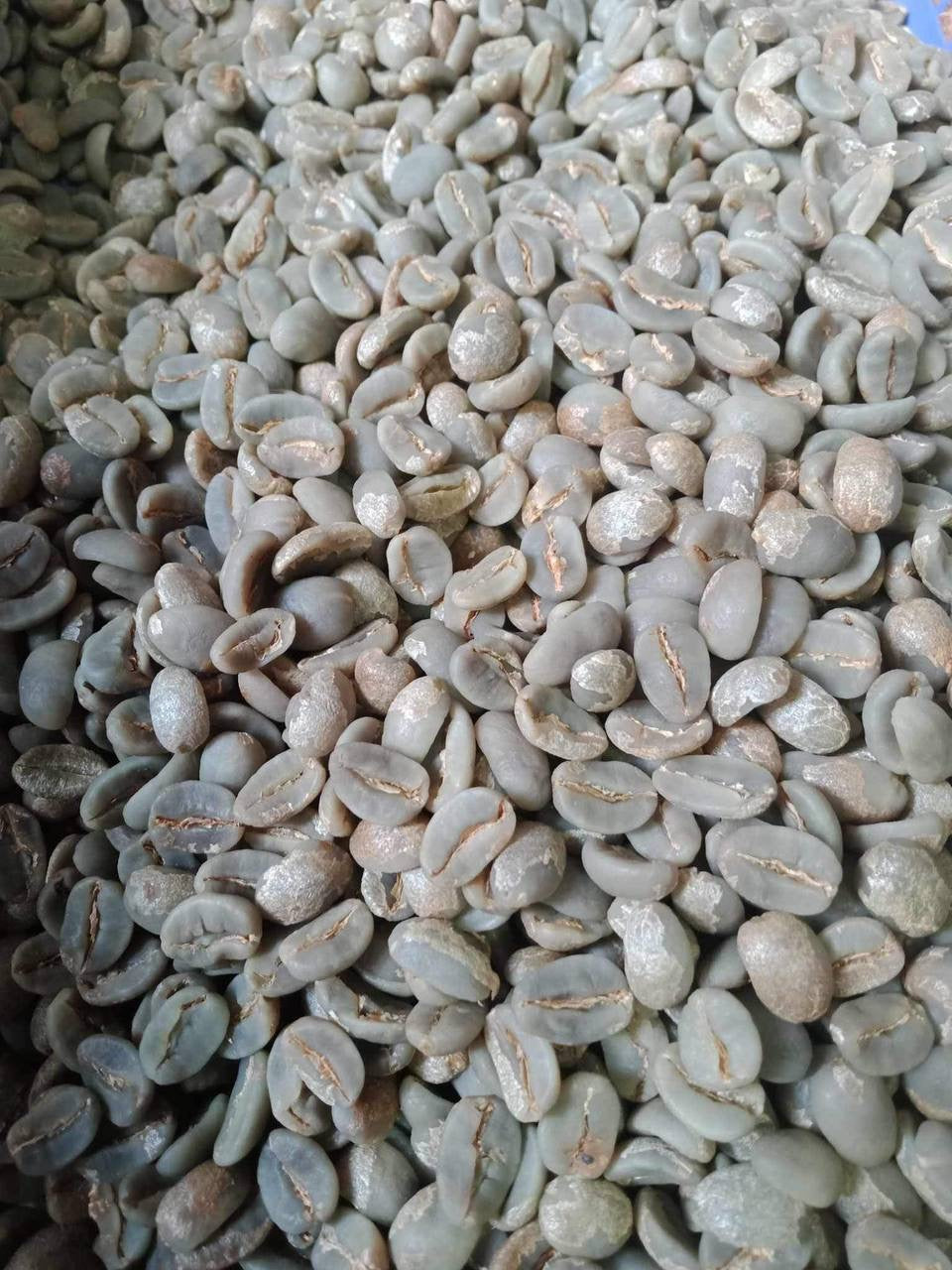 Mt. Matutum, Philippines - Specialty Arabica Coffee - Green Beans